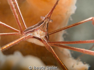 Arrow crab taken "Under the bridge" by Beate Seiler 